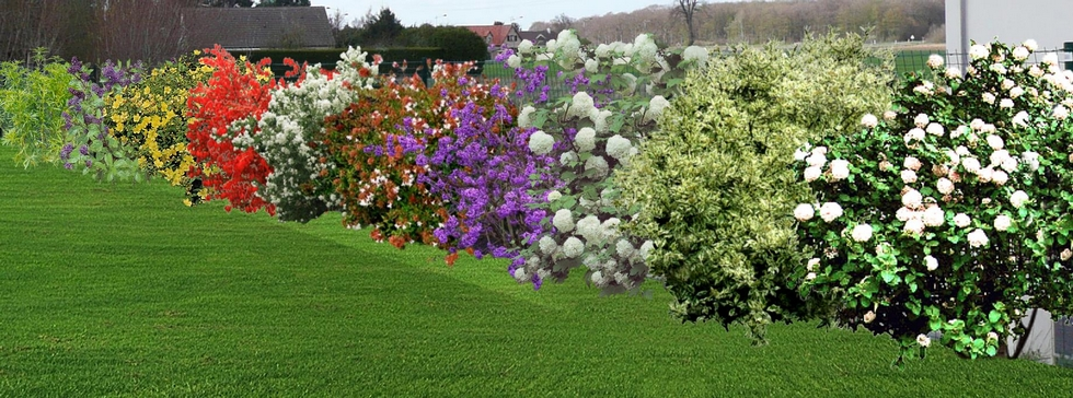 Une haie adaptée à son jardin Haie_fleurie_moins_2m